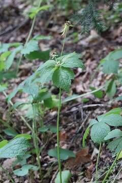 Image of Sanicula rubriflora F. Schmidt