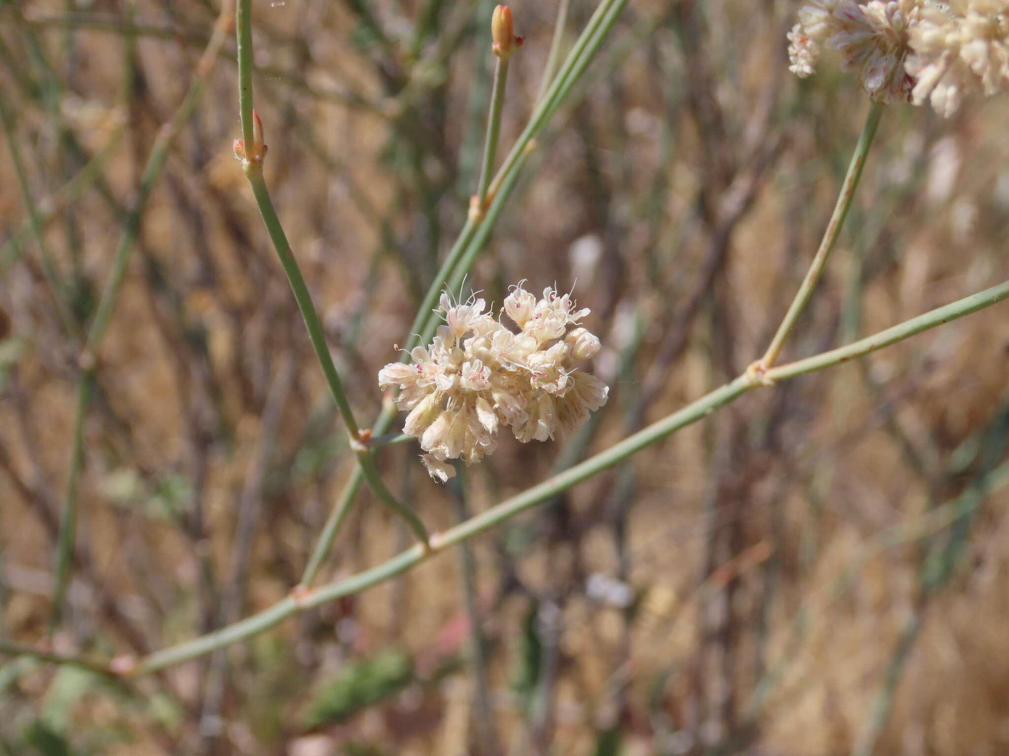 Imagem de Eriogonum nudum var. psychicola Reveal