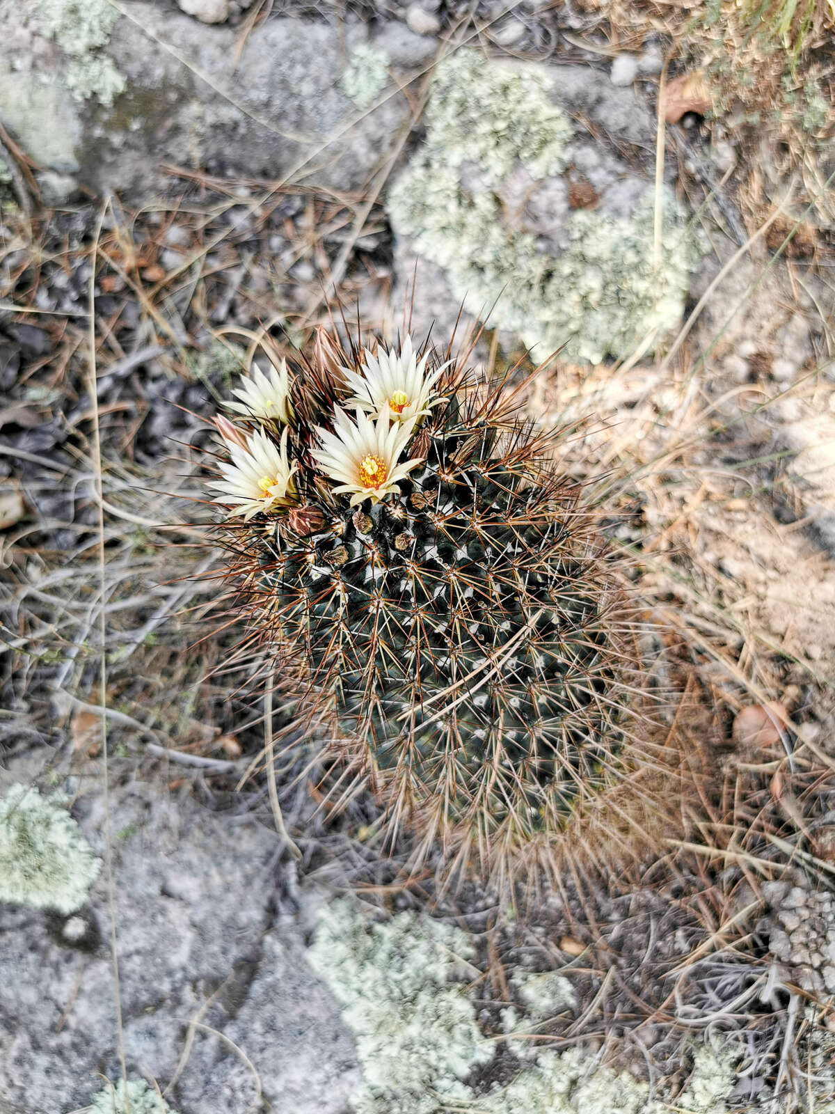 Image of Coryphantha clavata (Scheidw.) Backeb.