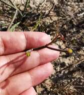 Image of Euphorbia tenax Burch.