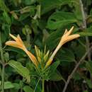 صورة Barleria maritima I. Darbysh.