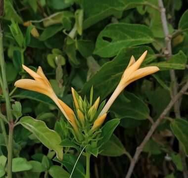 صورة Barleria maritima I. Darbysh.