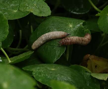 Image of Caterpillar slug