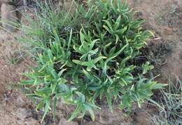 Image of Fence Aloe