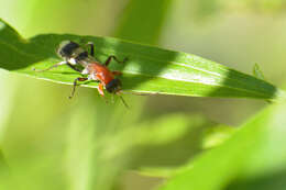 صورة Epipompilus aztecus (Cresson 1869)