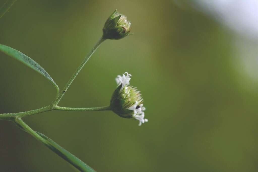 Melanthera nivea (L.) Small resmi