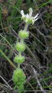 Image of Sideritis hirsuta L.