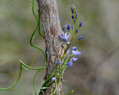 Image of Comesperma ciliatum Steetz