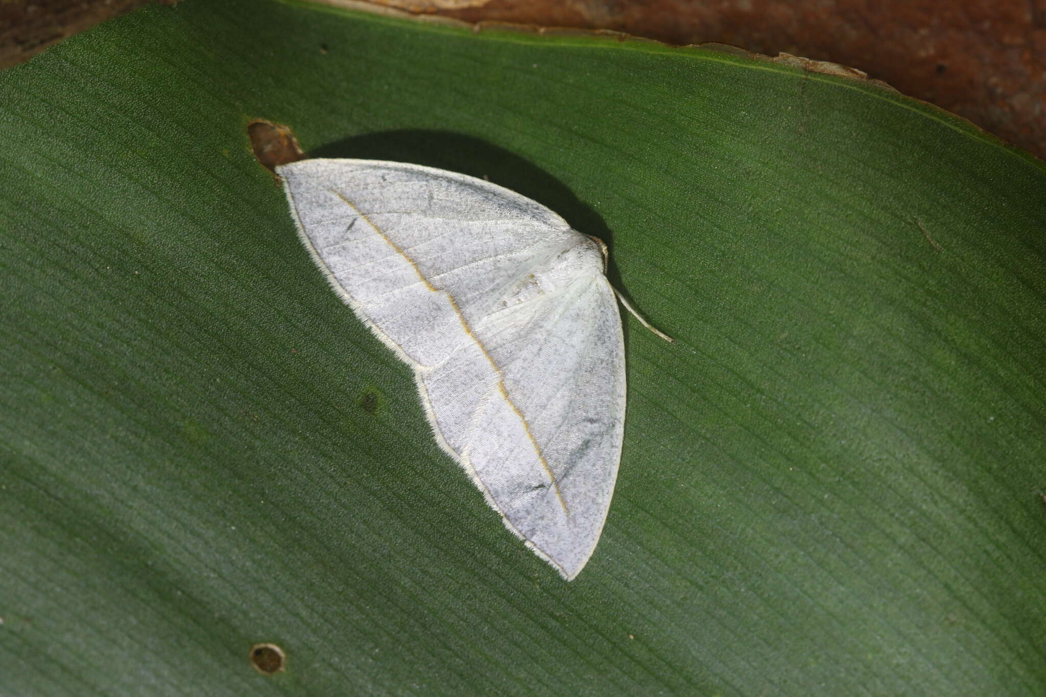 Image of Leuculopsis