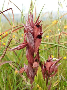 Image de Serapias neglecta subsp. apulica Landwehr