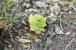 Image of Haworthia cymbiformis (Haw.) Duval