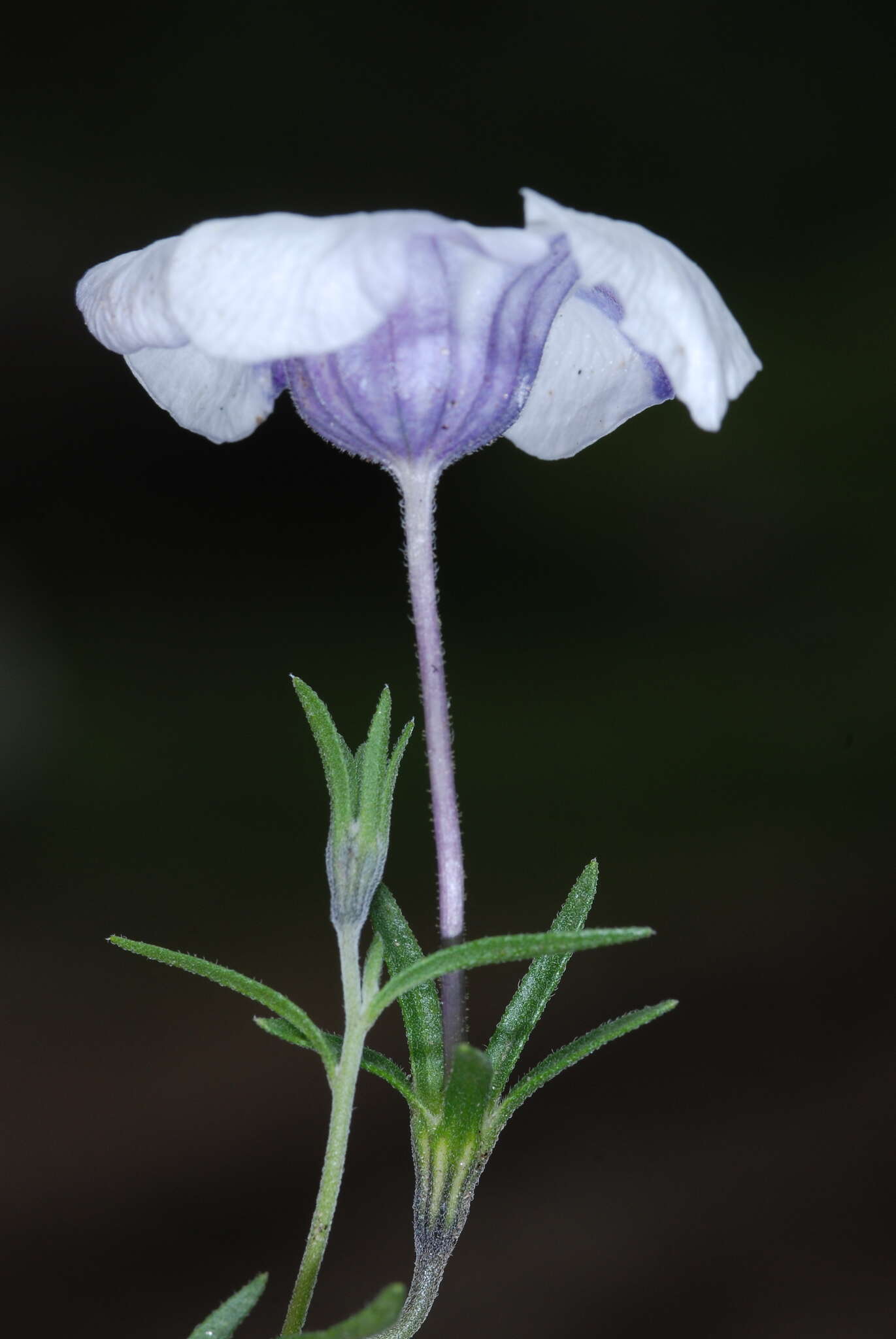 Image of Nierembergia pulchella var. pulchella