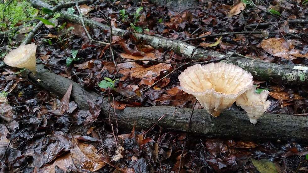 Image of Cymatoderma caperatum (Berk. & Mont.) D. A. Reid 1956