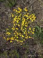 Image of Potentilla incana Gaertn. Mey. & Scherb.