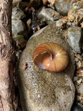 Image of Terrycarlessia turbinata Stanisic 2010