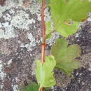 Image of Ribes pulchellum Turcz.