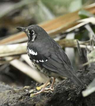 Image of Ashy Thrush