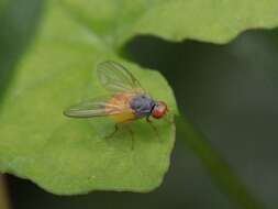 Image of Palloptera claripennis Malloch 1924