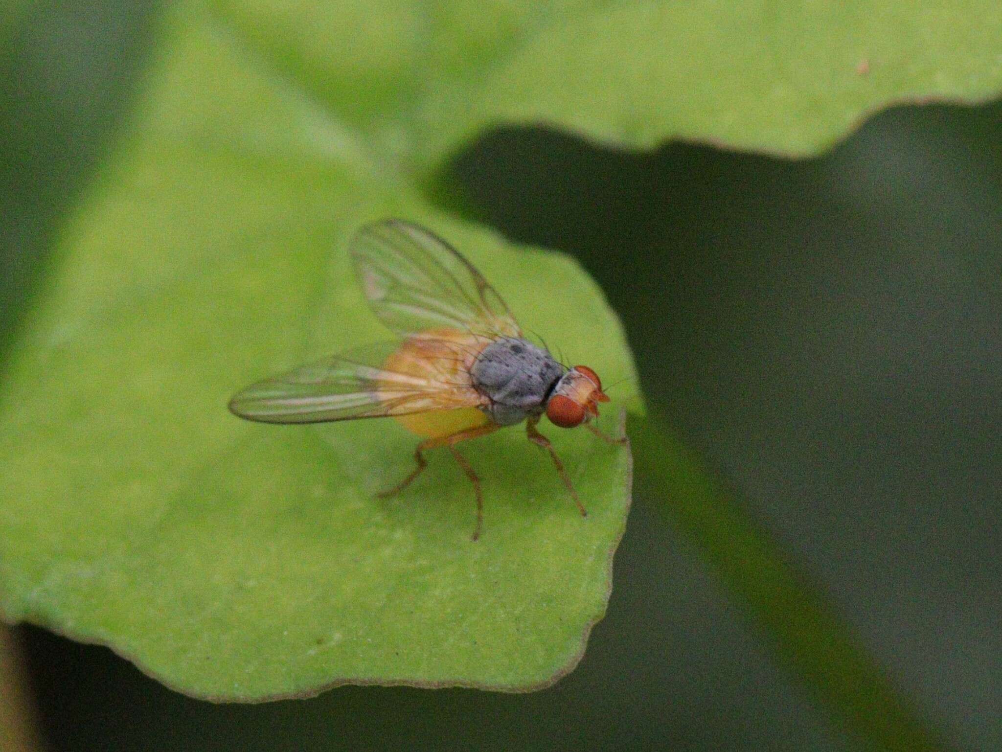 Image of Palloptera claripennis Malloch 1924