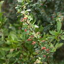 Image of Gymnosporia polyacantha subsp. vacciniifolia (Conrath) Jordaan