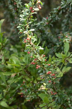 Image of Gymnosporia polyacantha (Sond.) Szyszyl.