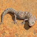 Image of Cape Thick-toed Gecko