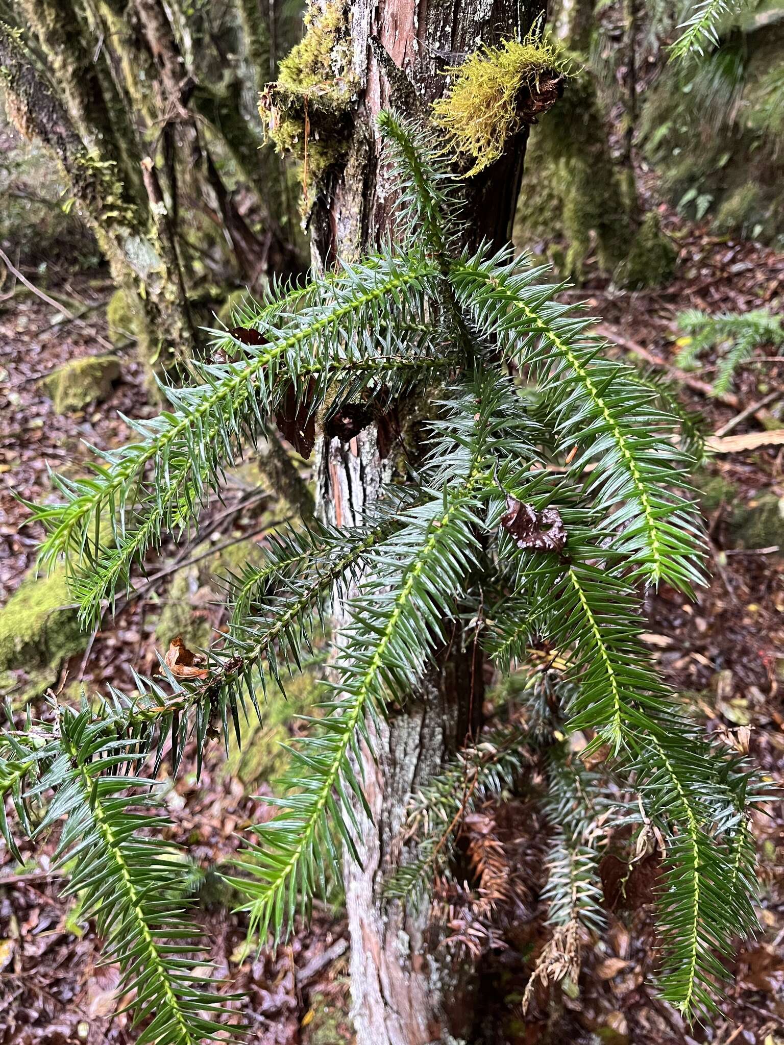 Plancia ëd Cunninghamia konishii Hayata