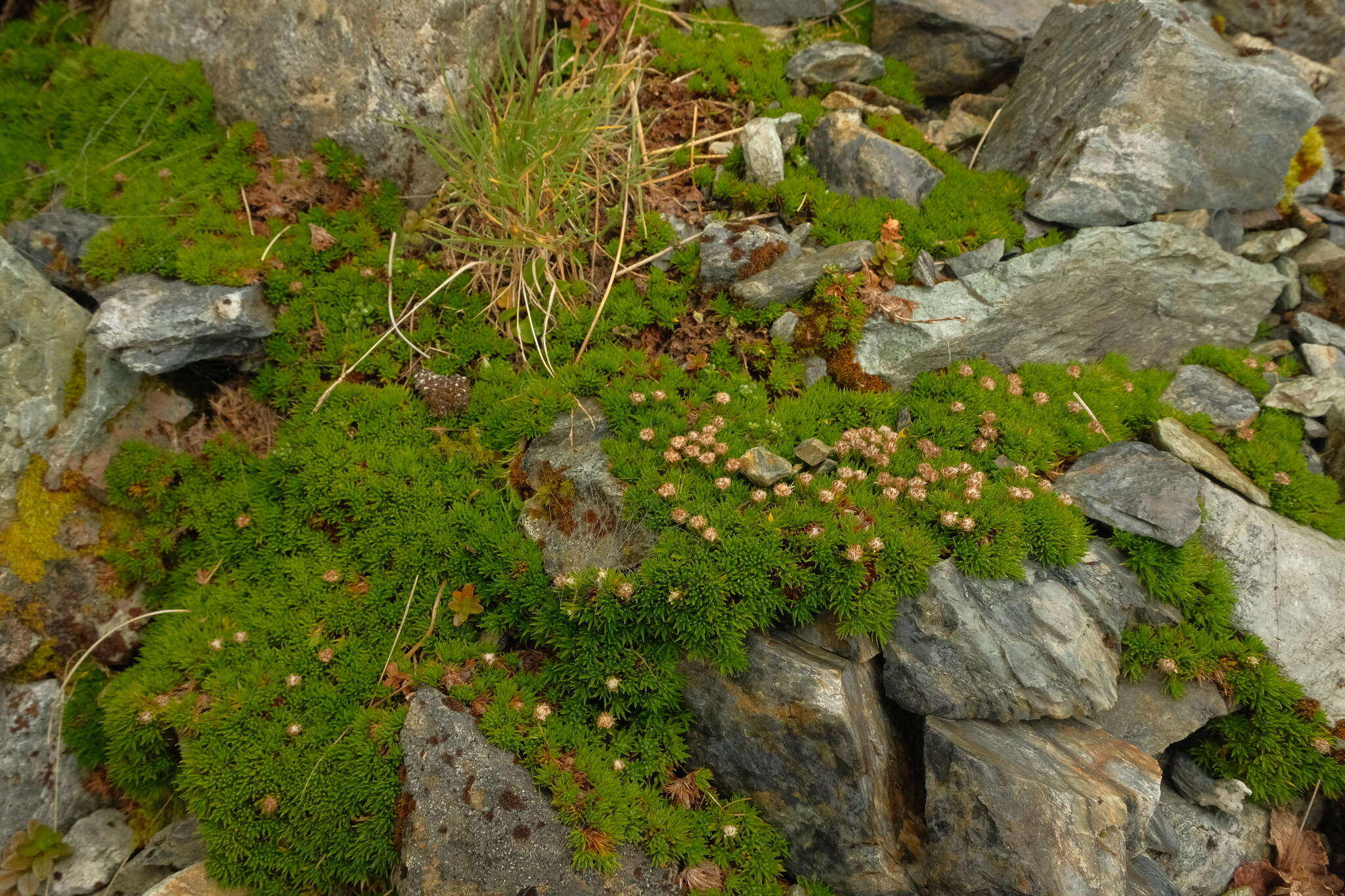 Plancia ëd Psychrophyton subulatum (Hook. fil.) Beauv.