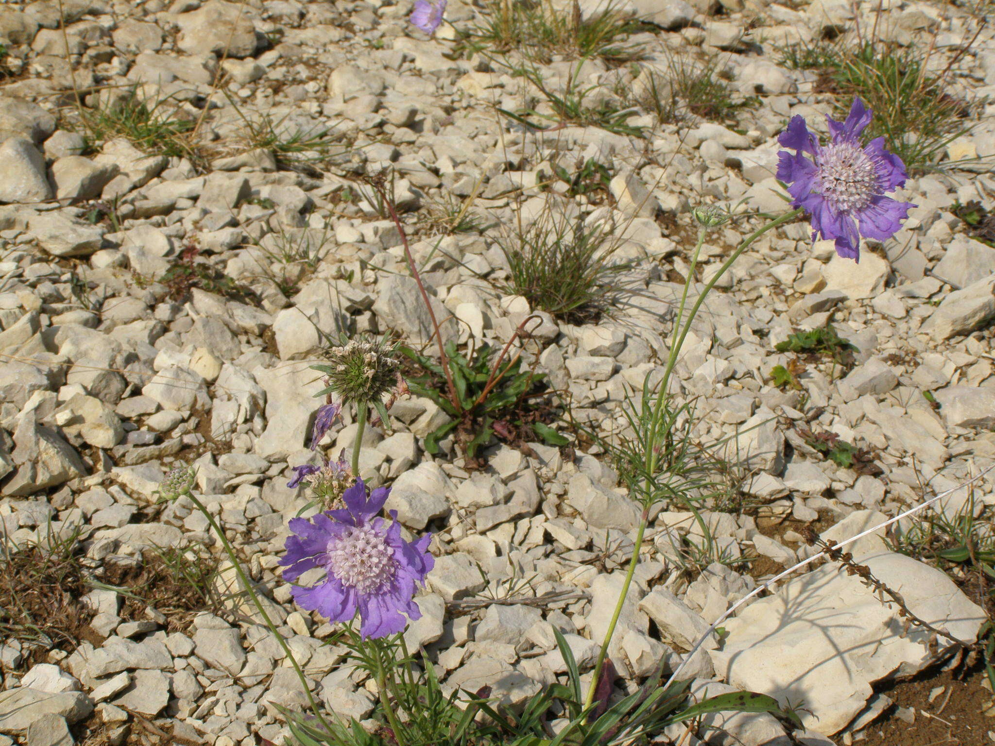 Image of Pincushion-flower