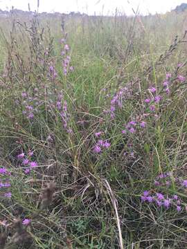 Image of bracted blazing star