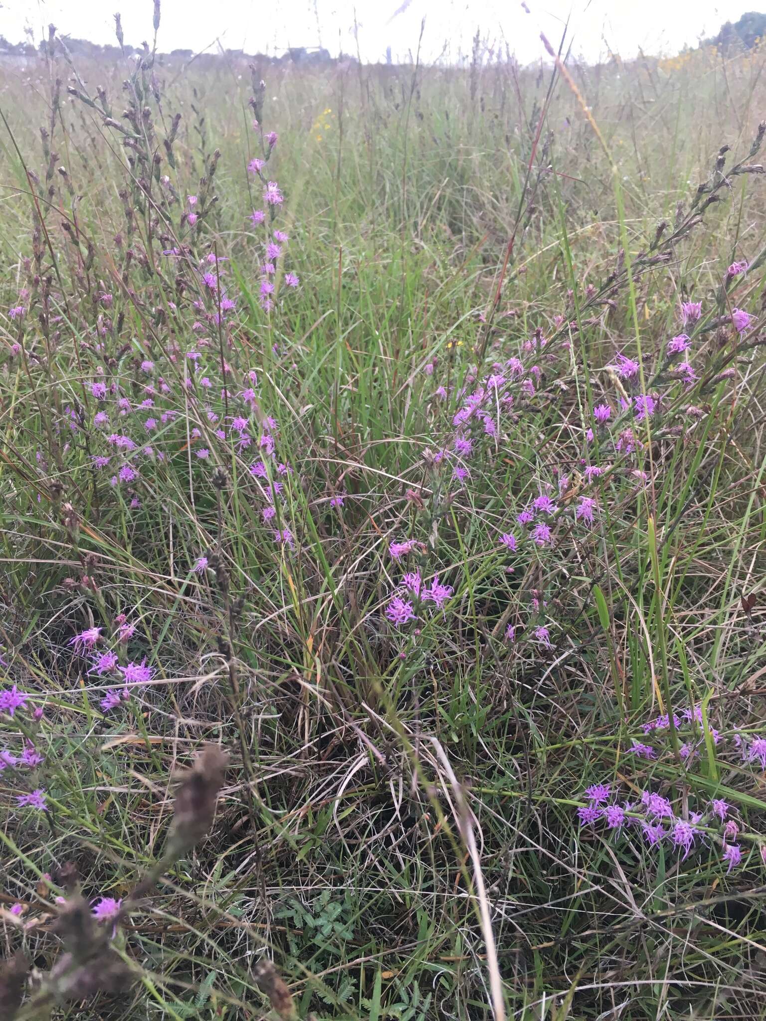 Слика од Liatris bracteata Gaiser