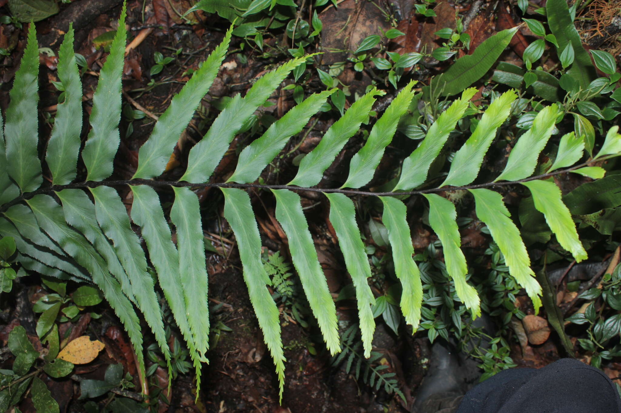 Image de Asplenium serra Langsd. & Fischer