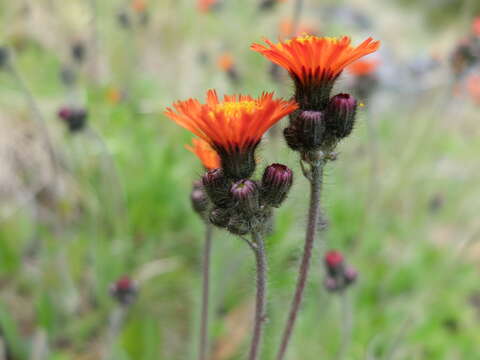 Imagem de Pilosella aurantiaca (L.) Sch. Bip., F. W. Schultz & Sch. Bip.