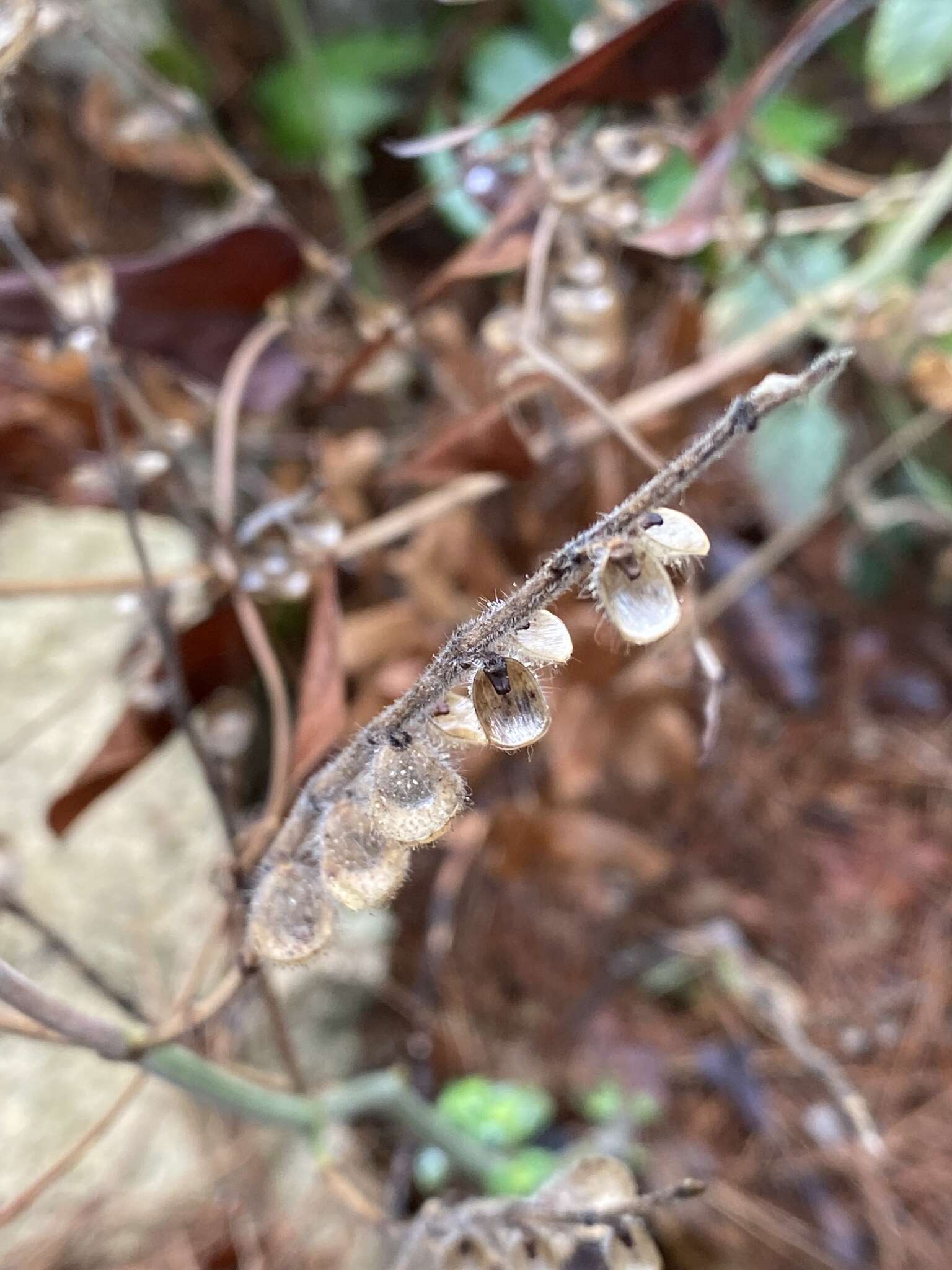 Image de Scutellaria brevibracteata Stapf