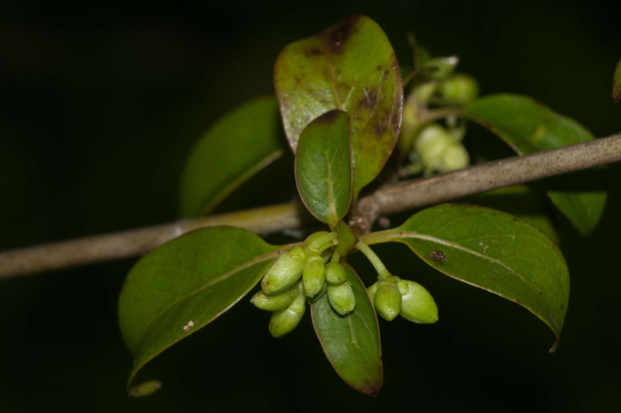 Image de Coprosma foliosa A. Gray