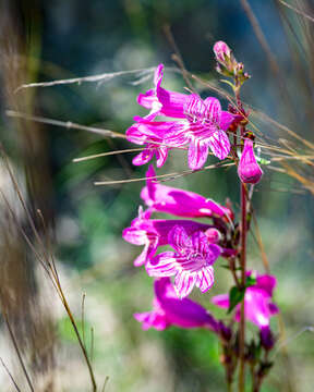 Image of Heller's beardtongue