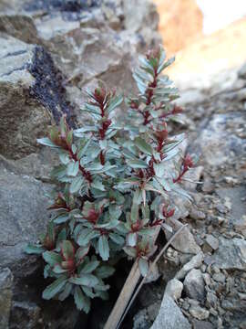 Image of Epilobium pycnostachyum Hausskn.