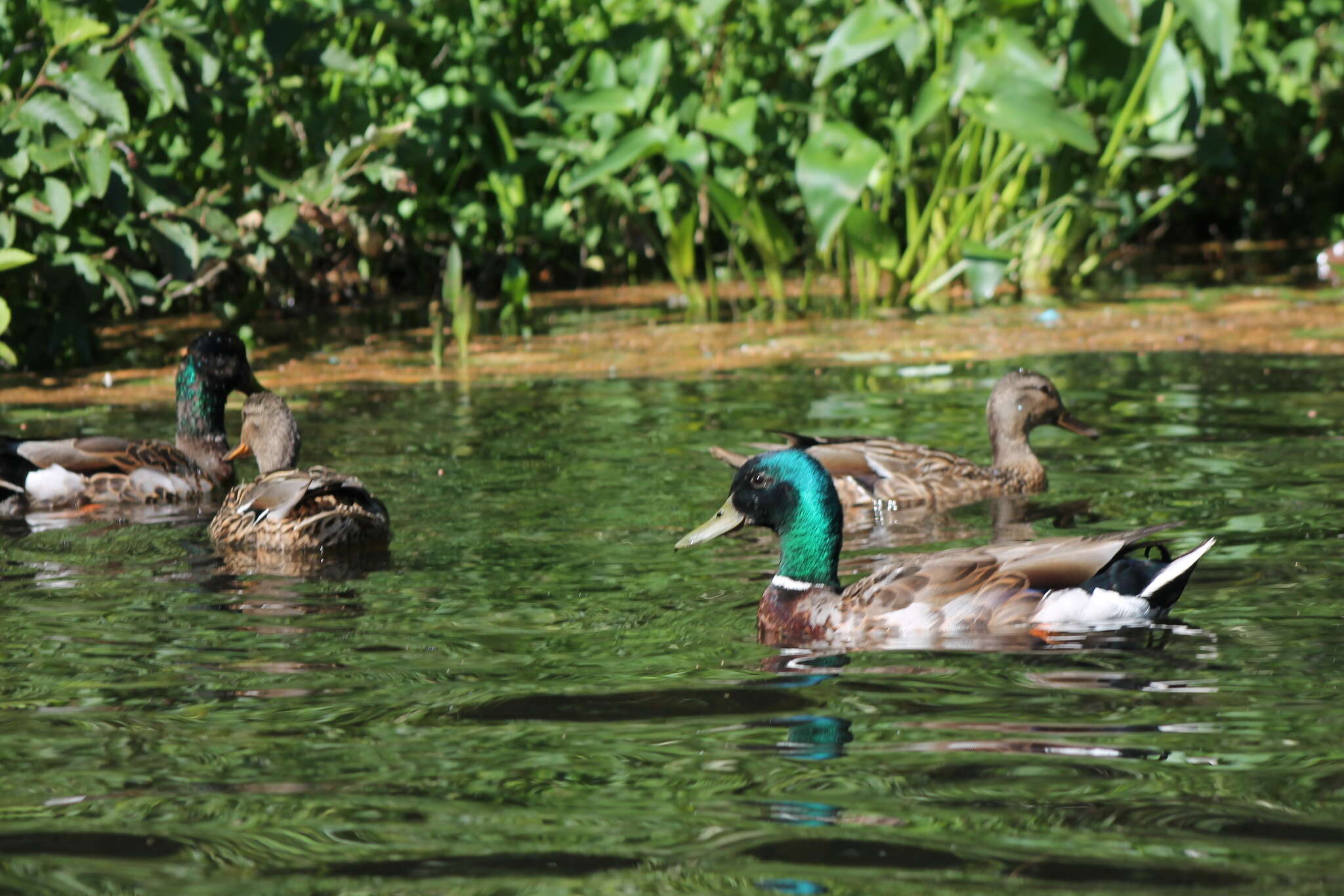 Image of Common Mallard