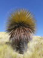 Image de Puya raimondii Harms