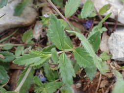 Image of Veronica orsiniana Ten.