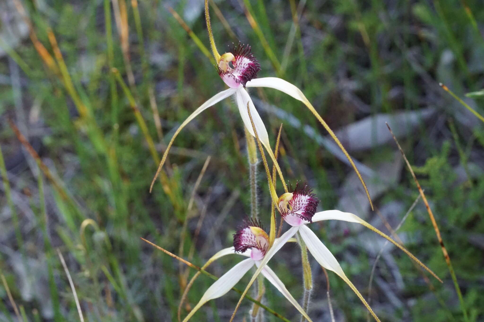 Image of Blushing spider orchid