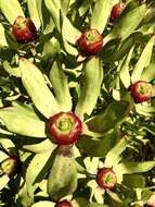 Image of Leucadendron pubibracteolatum I. J. M. Williams