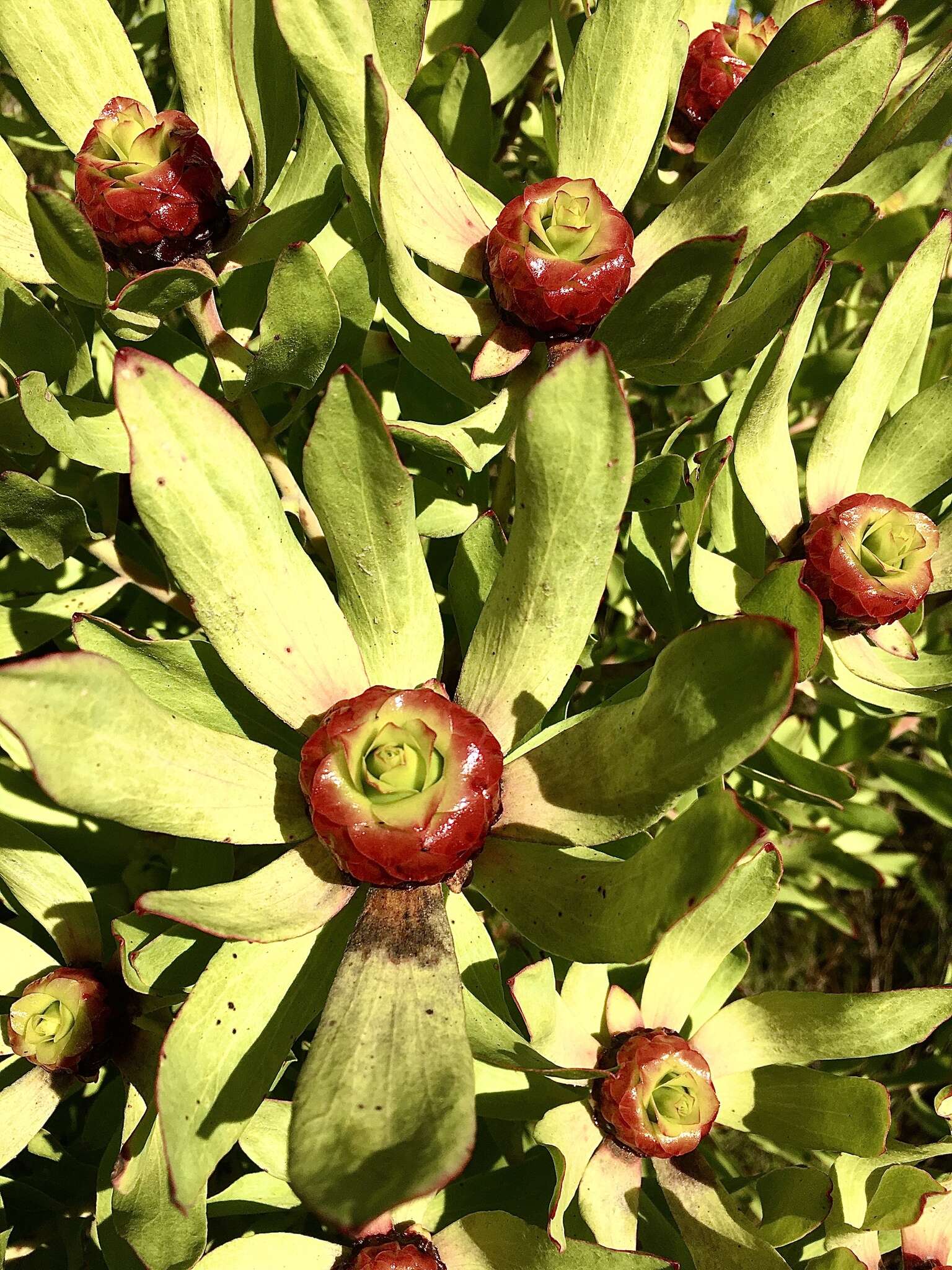 Image of Leucadendron pubibracteolatum I. J. M. Williams