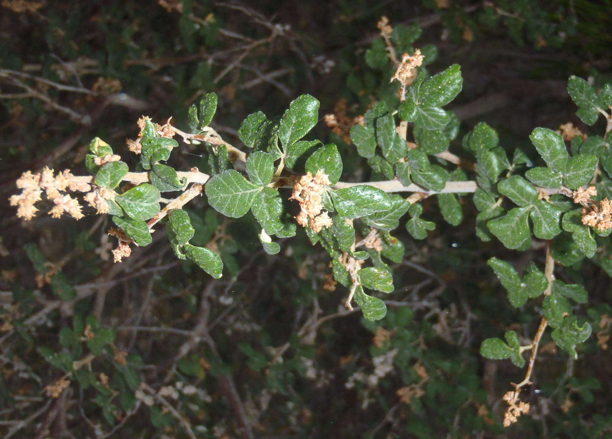 Image of Searsia incisa (L. fil.) F. A. Barkley