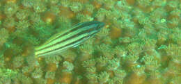 Image of Half-grey wrasse