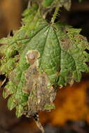 Image of Agromyza anthracina Meigen 1830