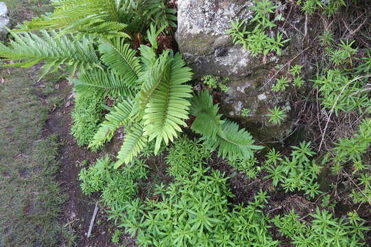 Image of Lomariocycas tabularis (Thunb.) Gasper & A. R. Sm.