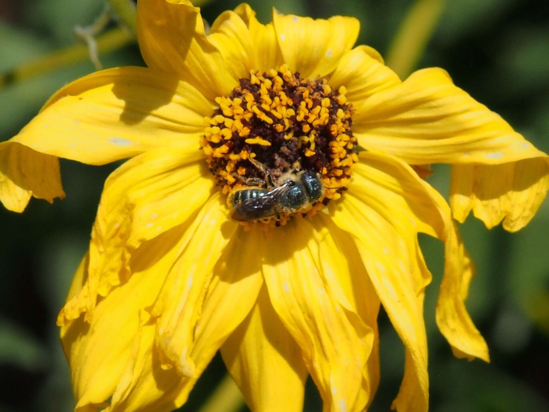 Image of Osmia coloradensis Cresson 1878