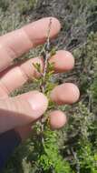 Image of desert almond