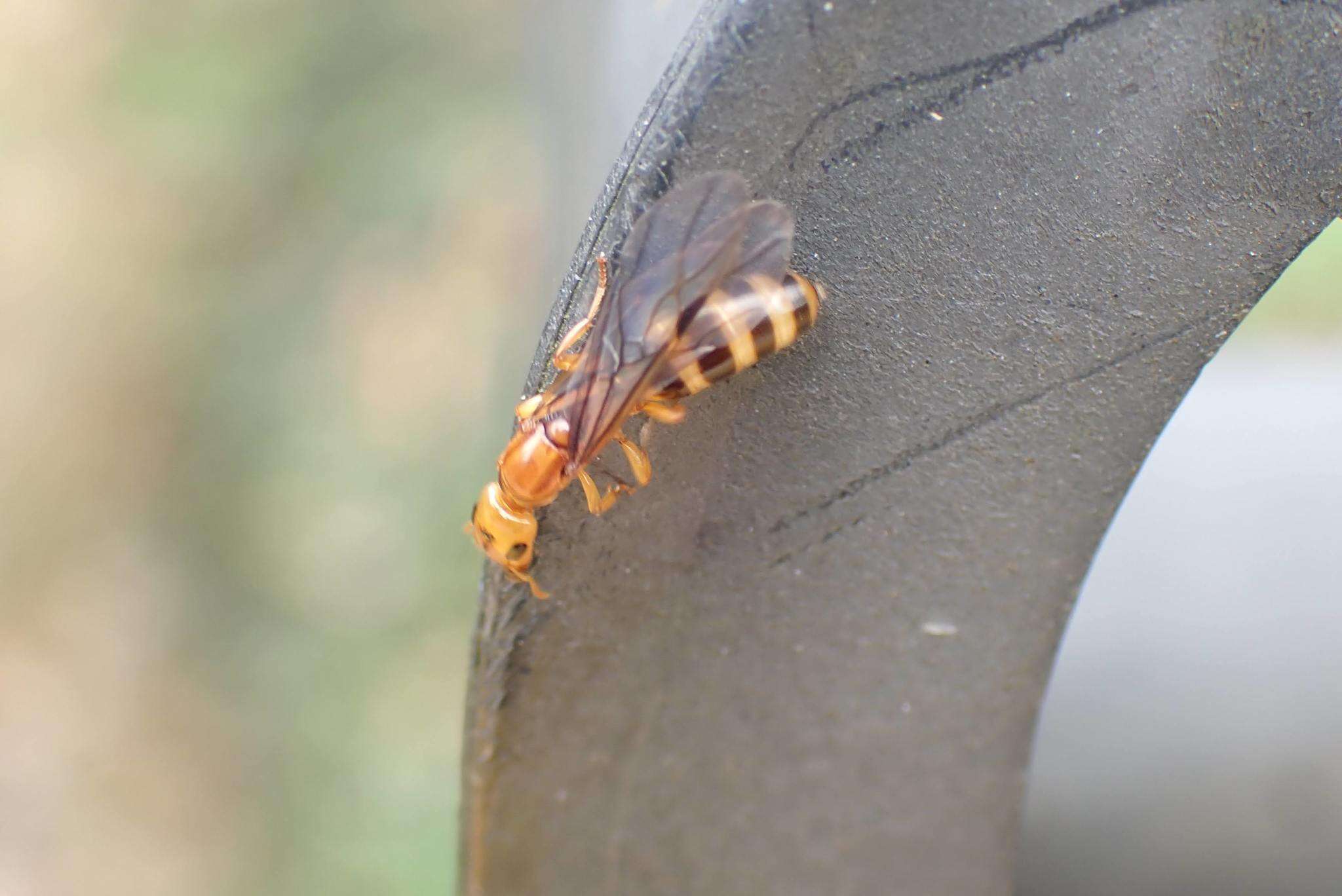 Image of Gesomyrmex howardi Wheeler 1921